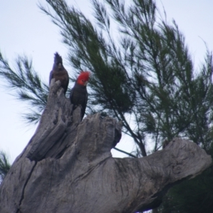 Callocephalon fimbriatum at Garran, ACT - 20 Dec 2021