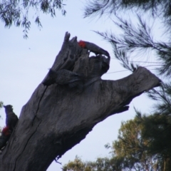 Callocephalon fimbriatum at Garran, ACT - suppressed