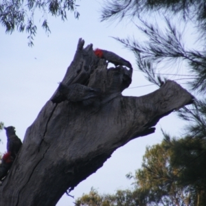 Callocephalon fimbriatum at Garran, ACT - 20 Dec 2021