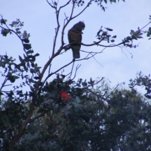 Callocephalon fimbriatum at Garran, ACT - 20 Dec 2021