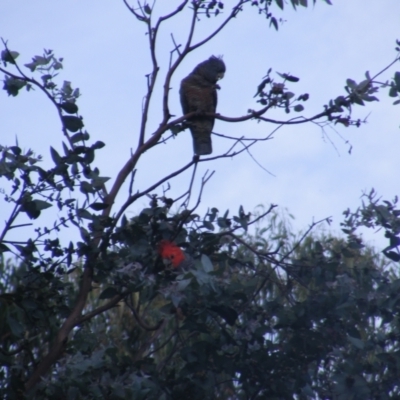 Callocephalon fimbriatum (Gang-gang Cockatoo) at Garran, ACT - 20 Dec 2021 by MichaelMulvaney