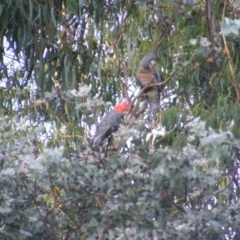 Callocephalon fimbriatum at Garran, ACT - 20 Dec 2021