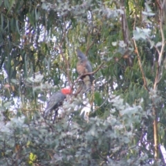 Callocephalon fimbriatum at Garran, ACT - 20 Dec 2021