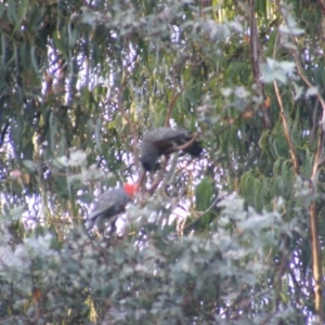 Callocephalon fimbriatum at Garran, ACT - suppressed