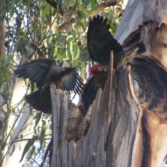 Callocephalon fimbriatum (Gang-gang Cockatoo) at Federal Golf Course - 19 Dec 2021 by MichaelMulvaney