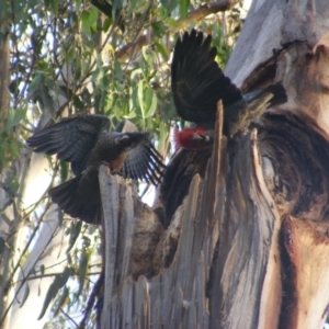 Callocephalon fimbriatum at Garran, ACT - suppressed