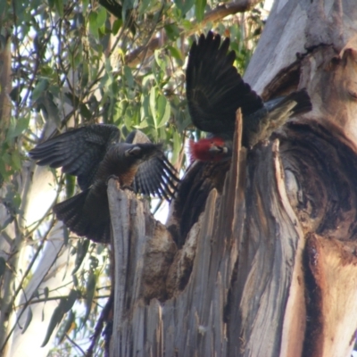 Callocephalon fimbriatum (Gang-gang Cockatoo) at Federal Golf Course - 19 Dec 2021 by MichaelMulvaney