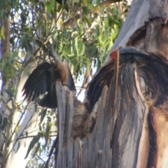 Callocephalon fimbriatum at Garran, ACT - suppressed