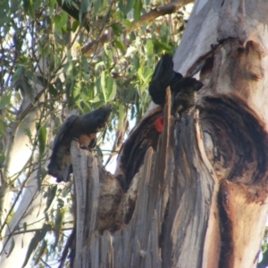 Callocephalon fimbriatum at Garran, ACT - suppressed