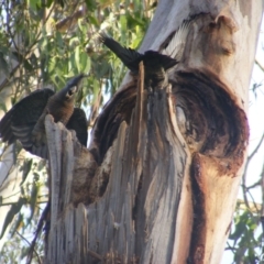 Callocephalon fimbriatum at Garran, ACT - suppressed