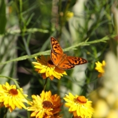 Heteronympha merope at Conder, ACT - 20 Dec 2021