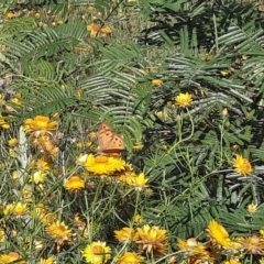 Heteronympha merope at Conder, ACT - 20 Dec 2021