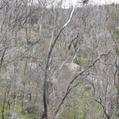 Sus scrofa (Feral Pig) at Mount Clear, ACT - 18 Dec 2021 by MB