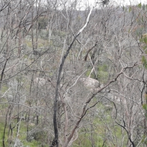 Sus scrofa at Mount Clear, ACT - suppressed