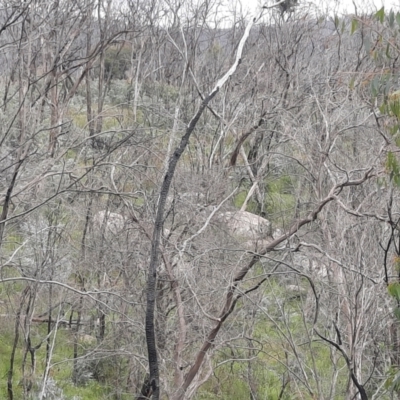 Sus scrofa (Feral Pig) at Mount Clear, ACT - 18 Dec 2021 by MB