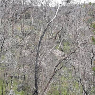 Sus scrofa (Pig (feral)) at Mount Clear, ACT - 17 Dec 2021 by MB