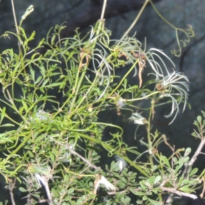 Clematis leptophylla (Small-leaf Clematis, Old Man's Beard) at Conder, ACT - 20 Oct 2021 by MichaelBedingfield
