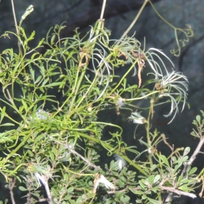 Clematis leptophylla (Small-leaf Clematis, Old Man's Beard) at Rob Roy Range - 20 Oct 2021 by michaelb