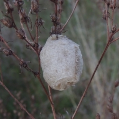 Mantidae - egg case (family) (Egg case of praying mantis) at Conder, ACT - 20 Oct 2021 by MichaelBedingfield