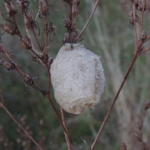 Mantidae - egg case (family) at Conder, ACT - 20 Oct 2021