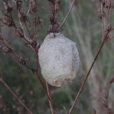 Mantidae - egg case (family) (Egg case of praying mantis) at Conder, ACT - 20 Oct 2021 by MichaelBedingfield