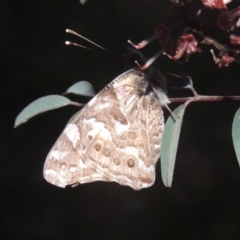 Vanessa kershawi (Australian Painted Lady) at Conder, ACT - 20 Oct 2021 by MichaelBedingfield