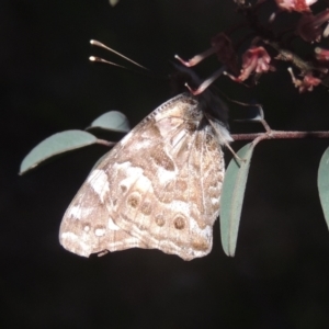 Vanessa kershawi at Conder, ACT - 20 Oct 2021 06:39 PM