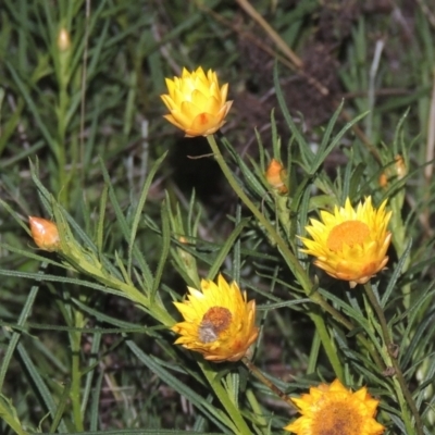 Xerochrysum viscosum (Sticky Everlasting) at Conder, ACT - 20 Oct 2021 by michaelb