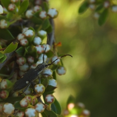 Pempsamacra pygmaea (Longhorn beetle) at Carwoola, NSW - 19 Dec 2021 by Liam.m