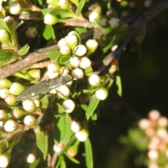 Pempsamacra pygmaea at Carwoola, NSW - suppressed