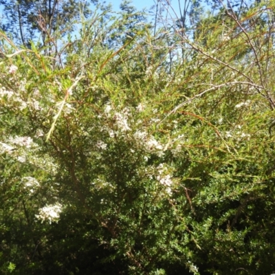 Kunzea ericoides (Burgan) at Carwoola, NSW - 20 Dec 2021 by Liam.m