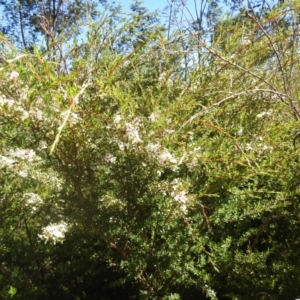 Kunzea ericoides at Carwoola, NSW - 20 Dec 2021