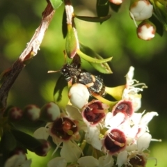 Eleale pulchra (Clerid beetle) at Carwoola, NSW - 19 Dec 2021 by Liam.m