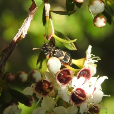 Eleale pulchra (Clerid beetle) at Carwoola, NSW - 19 Dec 2021 by Liam.m