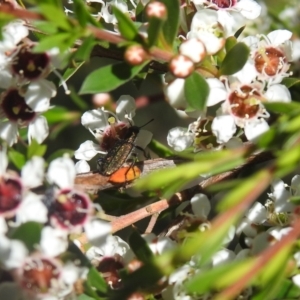 Eleale aspera at Carwoola, NSW - 20 Dec 2021