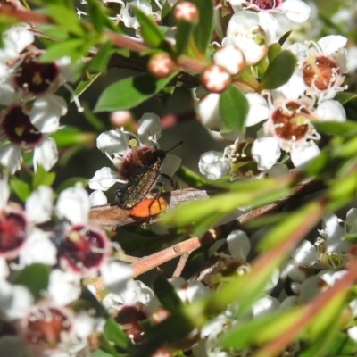 Eleale aspera (Clerid beetle) at Carwoola, NSW - 20 Dec 2021 by Liam.m