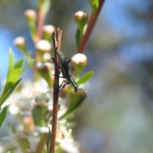 Eleale aspera at Carwoola, NSW - 20 Dec 2021