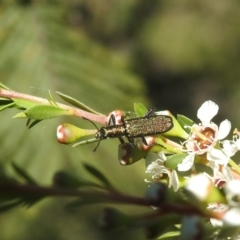 Eleale aspera at Carwoola, NSW - 20 Dec 2021