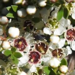 Mordellidae (family) (Unidentified pintail or tumbling flower beetle) at Carwoola, NSW - 19 Dec 2021 by Liam.m