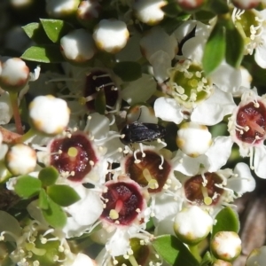 Mordellidae (family) at Carwoola, NSW - suppressed