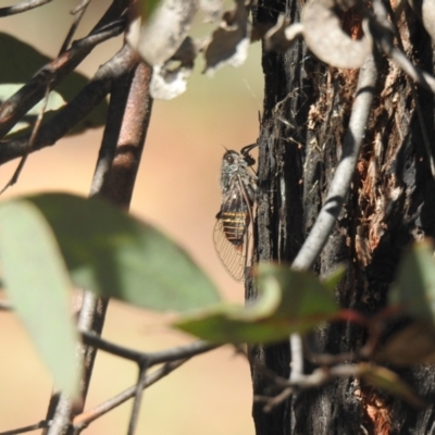 Pauropsalta mneme (Alarm Clock Squawker) at Carwoola, NSW - 20 Dec 2021 by Liam.m