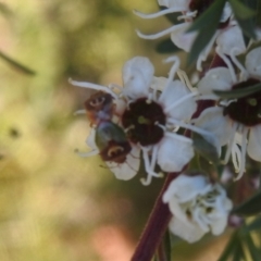 Inconclusive sighting (Inconclusive sighting) at Carwoola, NSW - 19 Dec 2021 by Liam.m