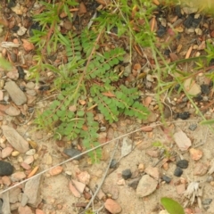 Euphorbia dallachyana (Mat Spurge, Caustic Weed) at Carwoola, NSW - 17 Dec 2021 by Liam.m