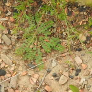 Euphorbia dallachyana at Carwoola, NSW - suppressed