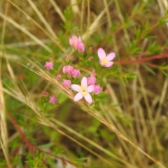 Centaurium erythraea (Common Centaury) at Carwoola, NSW - 17 Dec 2021 by Liam.m