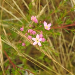 Centaurium erythraea at Carwoola, NSW - 17 Dec 2021