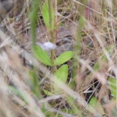 Centaurium erythraea at Carwoola, NSW - 17 Dec 2021