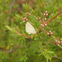 Zizina otis (Common Grass-Blue) at QPRC LGA - 16 Dec 2021 by Liam.m