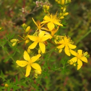 Hypericum perforatum at Carwoola, NSW - 17 Dec 2021