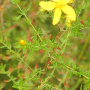 Hypericum perforatum at Carwoola, NSW - 17 Dec 2021